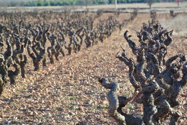 Recorre los vinedos